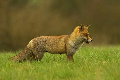 Fuchs
